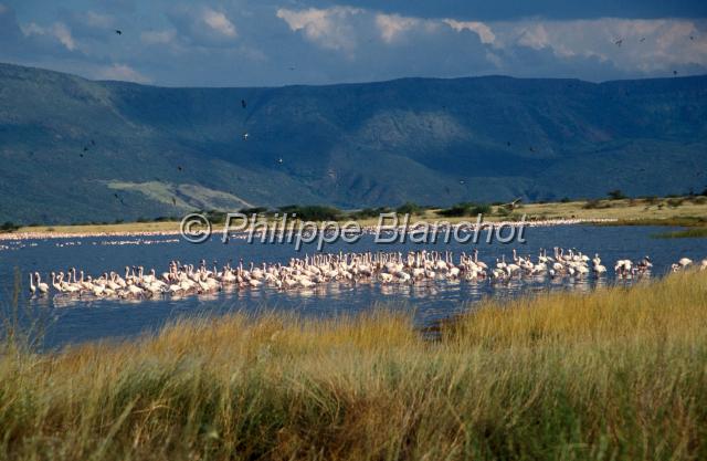kenya 25.JPG - Flamands rosesFlamingosParc national du lac BogoriaAfrican Rift ValleyKenya